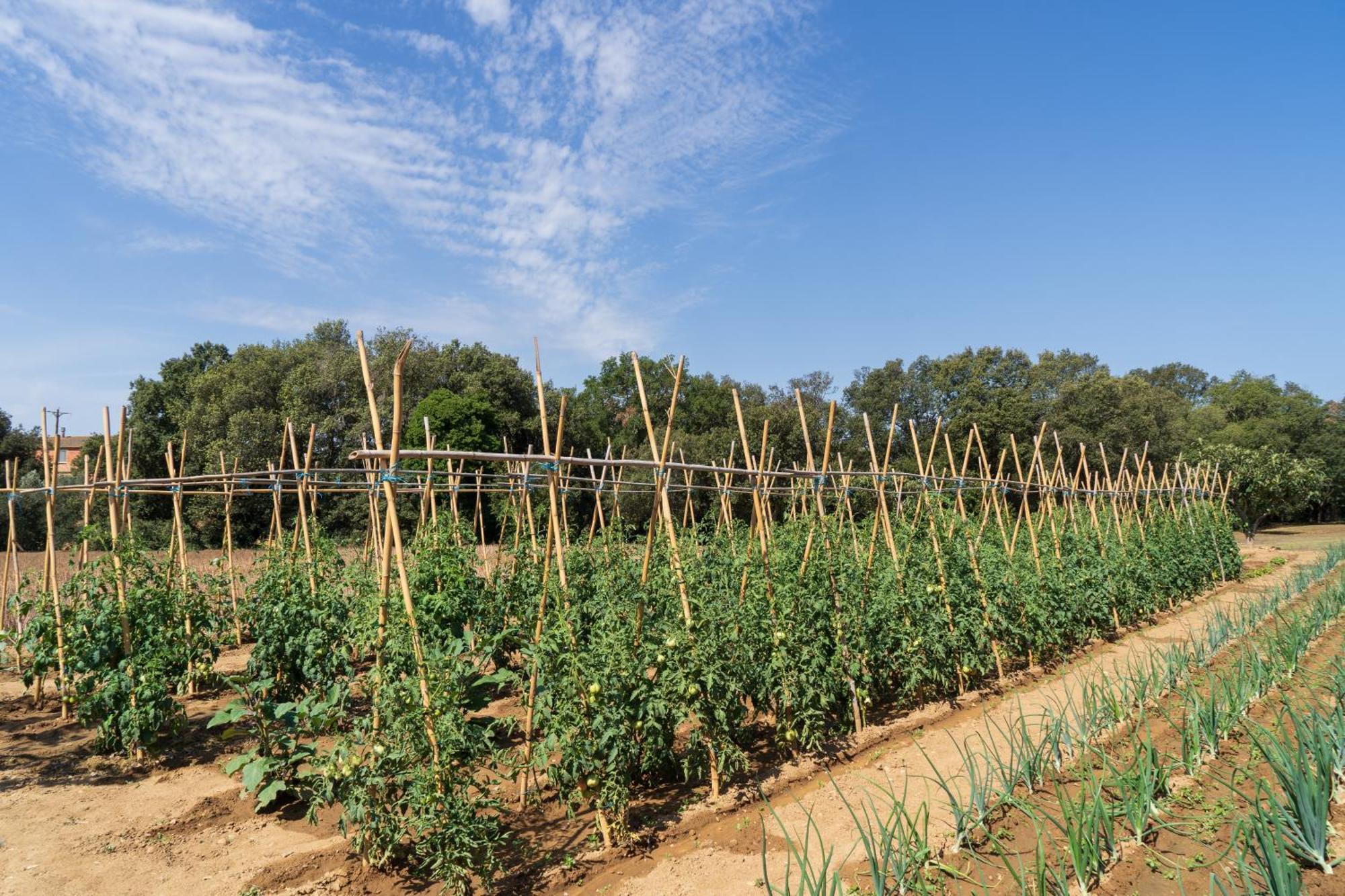 Masia Rural Can Poch 팔스 외부 사진